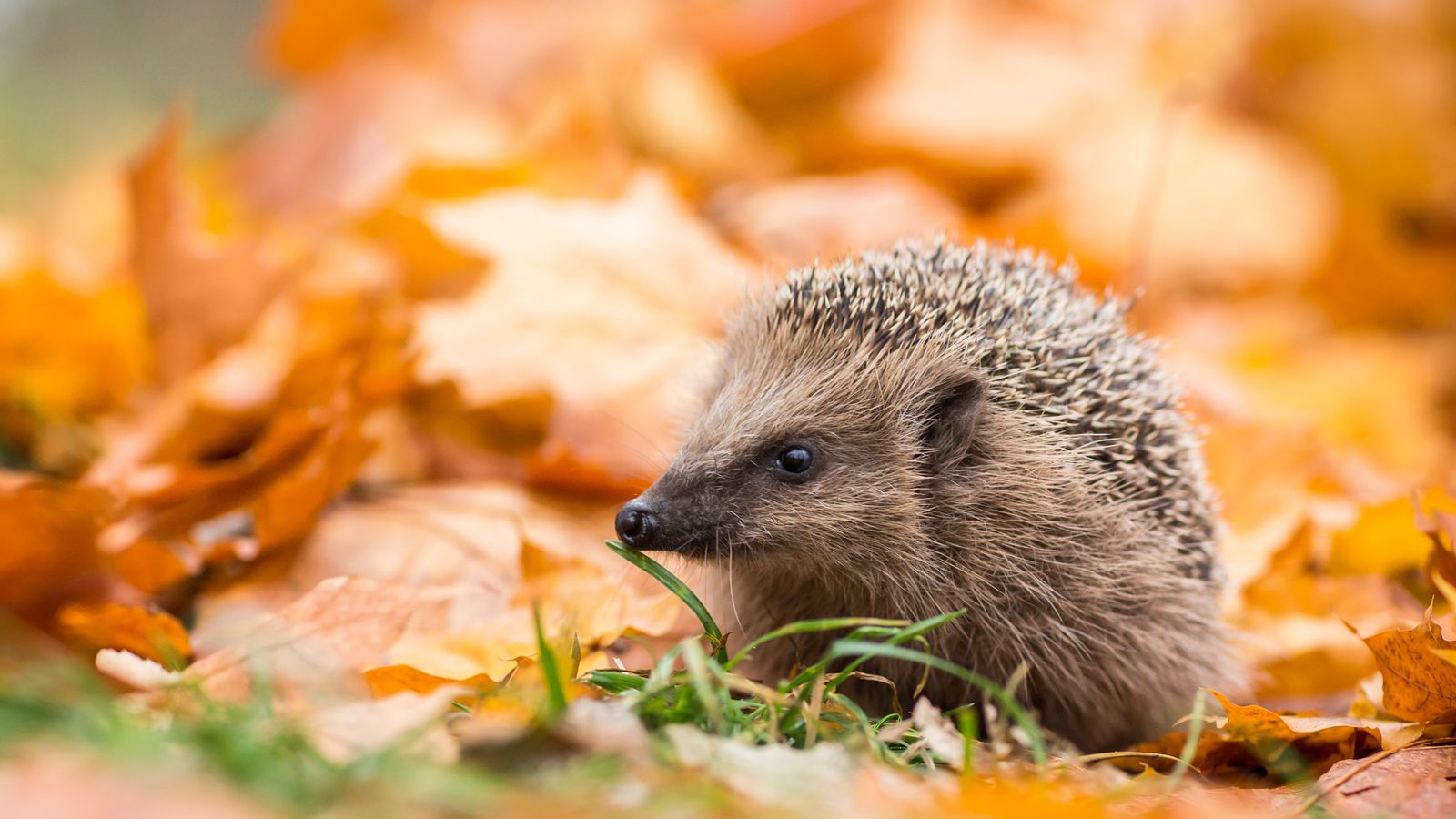 Making space for nature - Hedgehog highways and people power! – Green&Blue